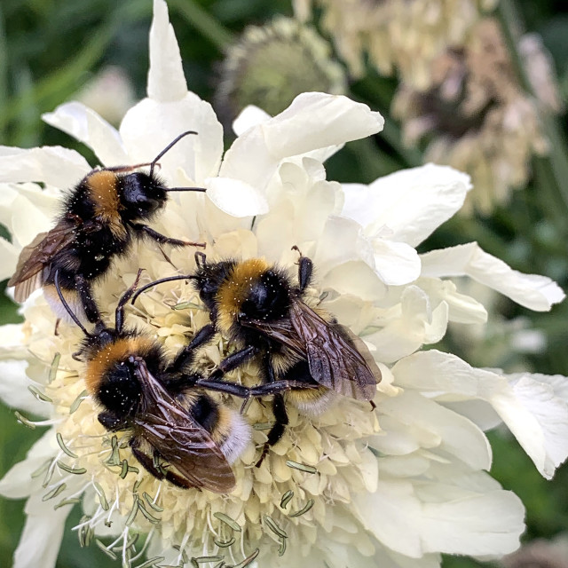 "Bumble Bees collecting pollen in Liverpool Parks #9" stock image