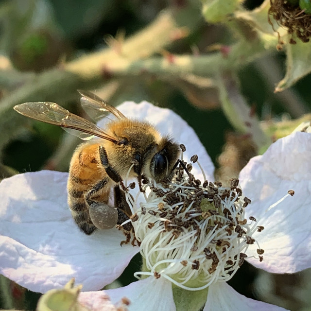 "Bumble Bee collecting pollen in Liverpool Parks #11" stock image