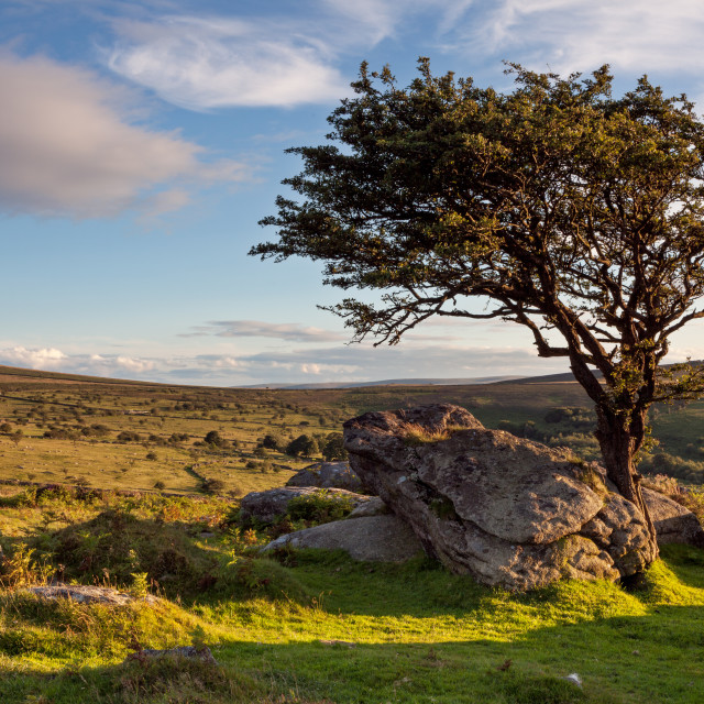 "Emsworthy Rocks Tree" by Bruce Little - £20.00 "Emsworthy Rocks Tree" stock image