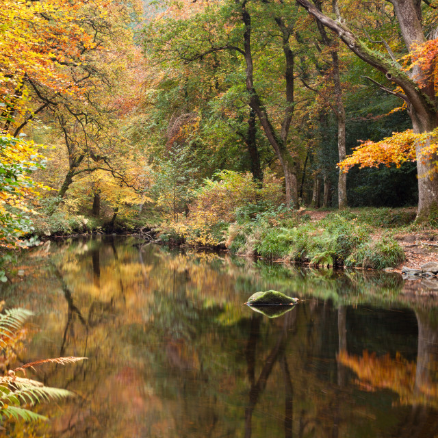 "Autumnal River Teign at Fingle Bridge" by Bruce Little - £20.00 "Autumnal River Teign at Fingle Bridge" stock image