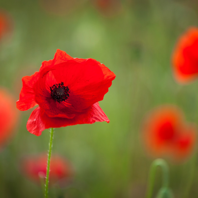 "Lone Poppy in Poppyfield" by Bruce Little - £20.00 "Lone Poppy in Poppyfield" stock image