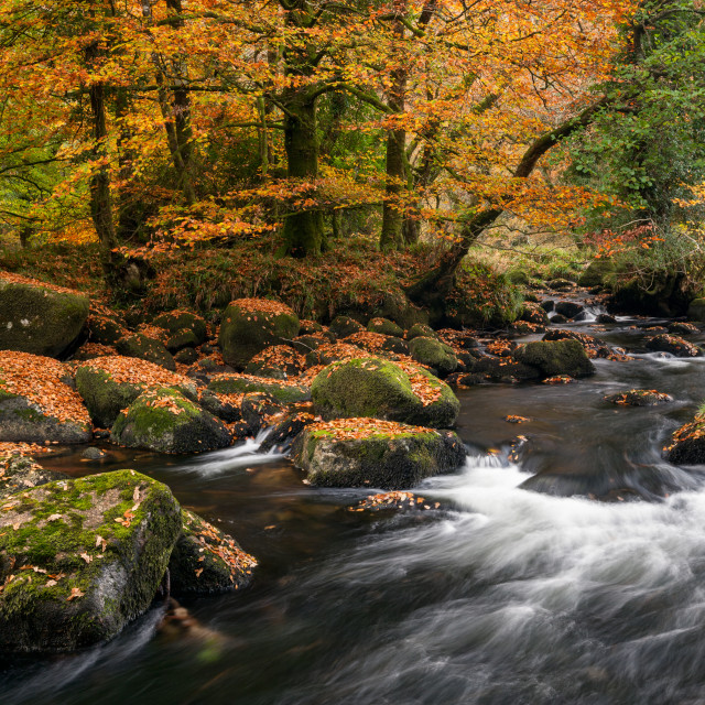 "Autumnal River Dart" by Bruce Little - £20.00 "Autumnal River Dart" stock image