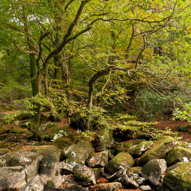 "Trees and Rocks, Dewerstone Woods" by Bruce Little - £20.00 "Trees and Rocks, Dewerstone Woods" stock image