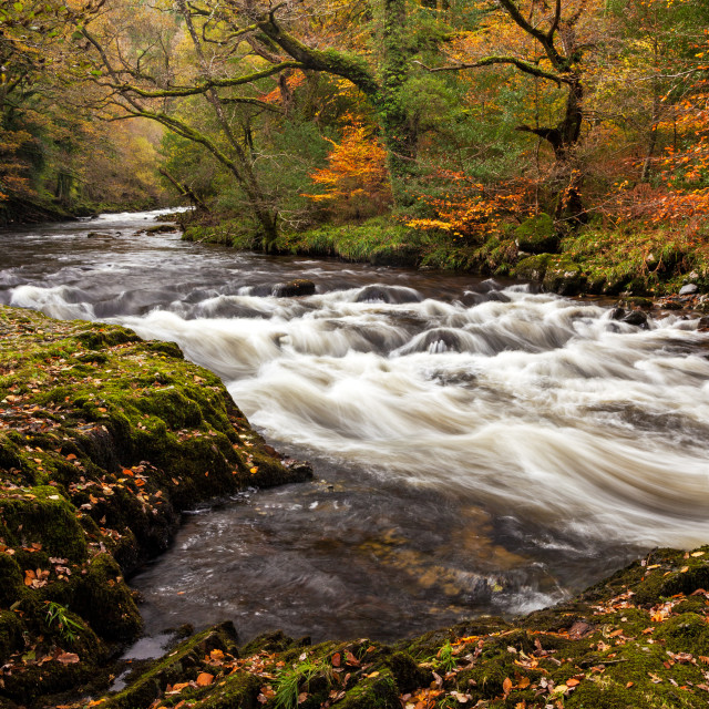 "River Dart near New Bridge" by Bruce Little - £20.00 "River Dart near New Bridge" stock image