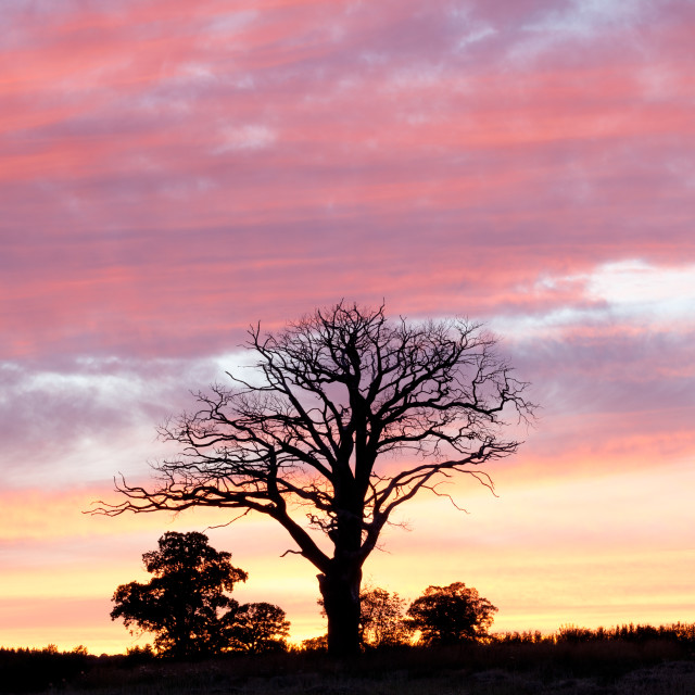 "Sunset Silhouette Tree" by Bruce Little - £20.00 "Sunset Silhouette Tree" stock image