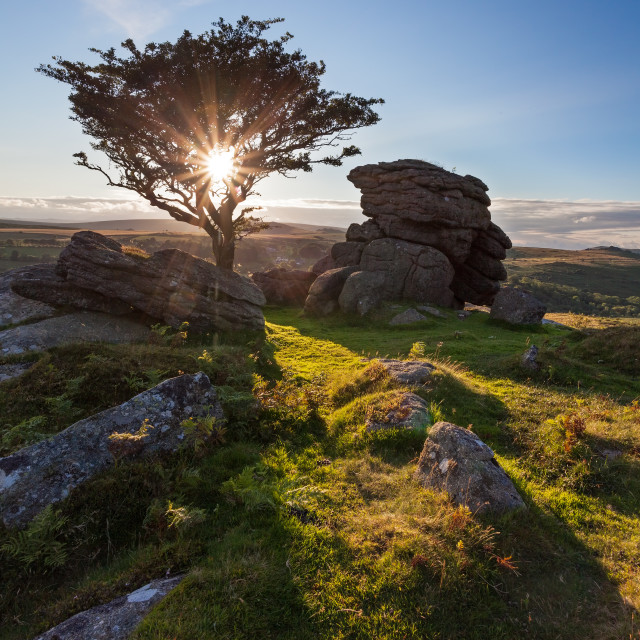 "Starburst Tree Emsworthy Rocks" by Bruce Little - £20.00 "Starburst Tree Emsworthy Rocks" stock image