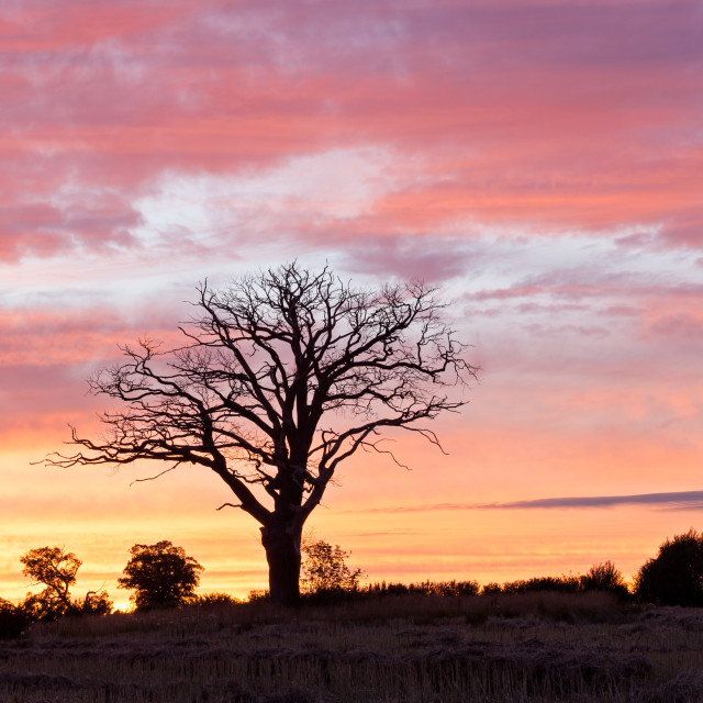 "Sunset Silhouette Tree" by Bruce Little - £20.00 "Sunset Silhouette Tree" stock image