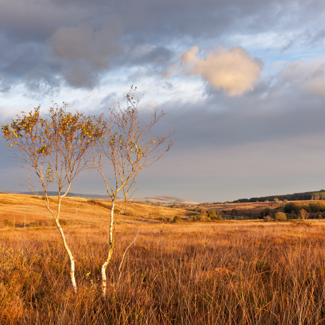 "Woodbury Common Vista" by Bruce Little - £20.00 "Woodbury Common Vista" stock image