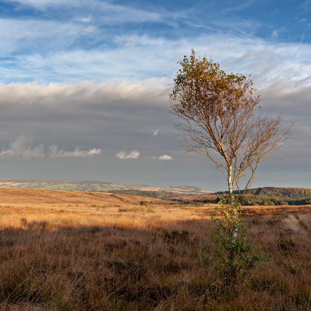 "Woodbury Common view" by Bruce Little - £20.00 "Woodbury Common view" stock image