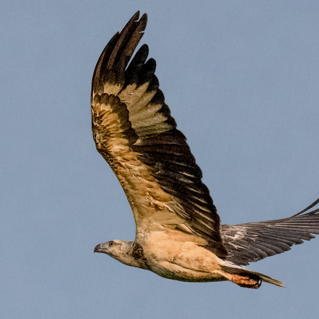 "Eagle in Flight" stock image