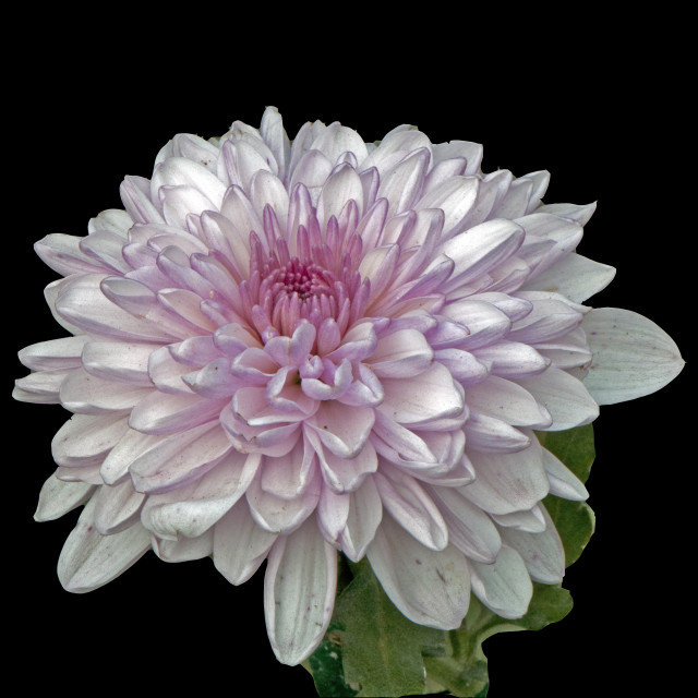 "God's Amazing Handiwork" by www.nishantdavid.ca - $15.67 "God's Amazing Handiwork" stock image