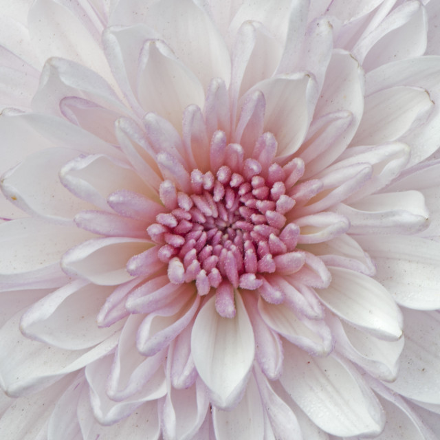 "God's Amazing Handiwork" by www.nishantdavid.ca - $15.67 "God's Amazing Handiwork" stock image