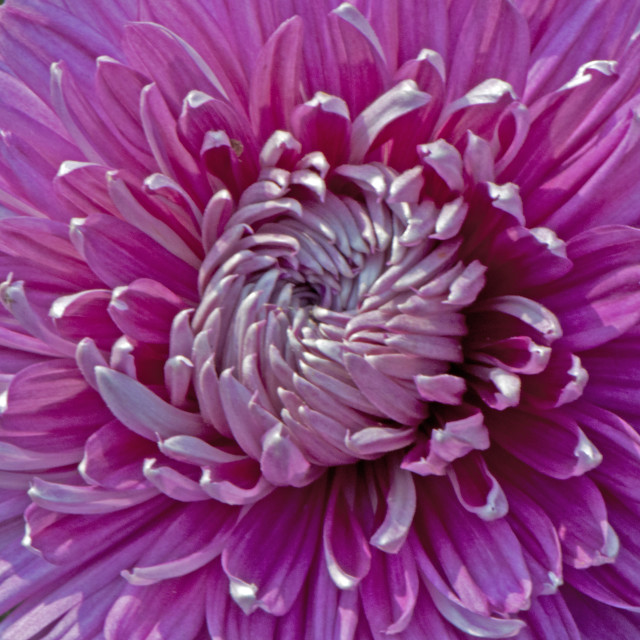 "God's Amazing Handiwork" by www.nishantdavid.ca - $16.51 "God's Amazing Handiwork" stock image
