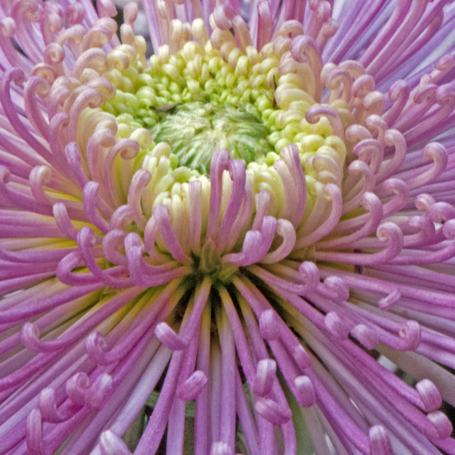 "God's Amazing Handiwork" by www.nishantdavid.ca - $16.51 "God's Amazing Handiwork" stock image