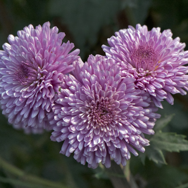 "God's Amazing Handiwork" by www.nishantdavid.ca - $16.51 "God's Amazing Handiwork" stock image
