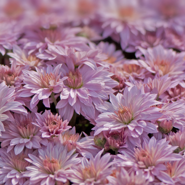 "God's Amazing Handiwork" by www.nishantdavid.ca - $16.51 "God's Amazing Handiwork" stock image
