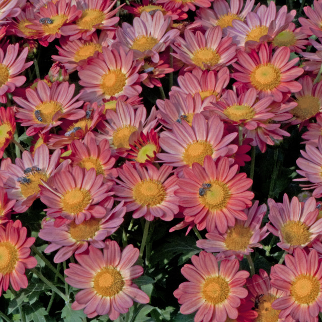 "God's Amazing Handiwork" by www.nishantdavid.ca - $16.51 "God's Amazing Handiwork" stock image