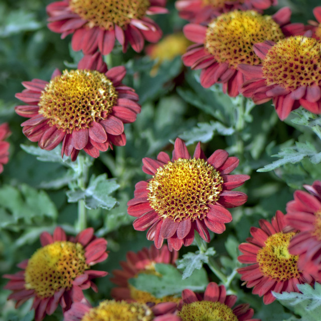 "God's Amazing Handiwork" stock image