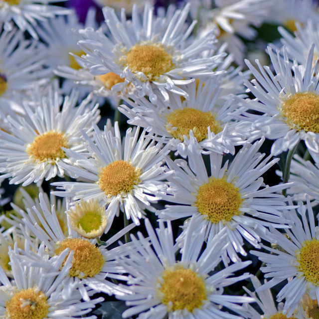 "God's Amazing Handiwork" stock image