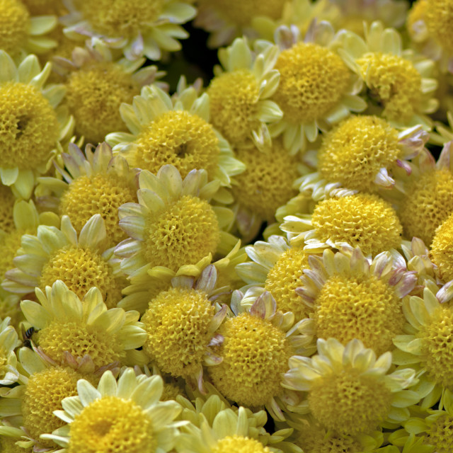 "God's Amazing Handiwork" by www.nishantdavid.ca - $16.51 "God's Amazing Handiwork" stock image