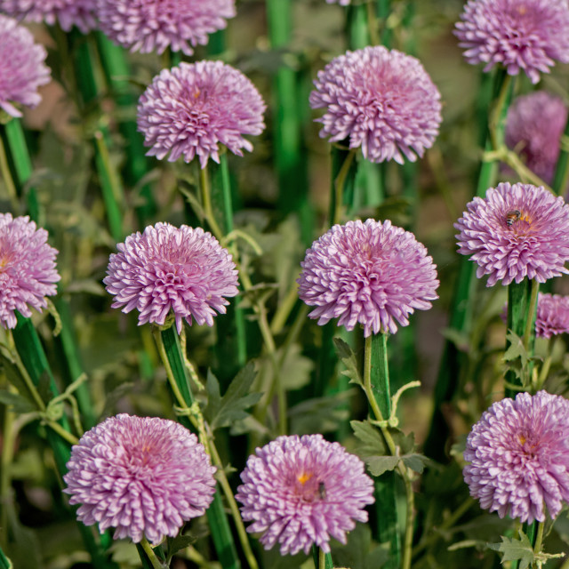 "God's Amazing Handiwork" by www.nishantdavid.ca - $16.51 "God's Amazing Handiwork" stock image