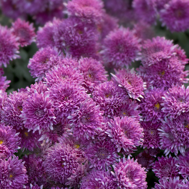 "God's Amazing Handiwork" by www.nishantdavid.ca - $16.51 "God's Amazing Handiwork" stock image