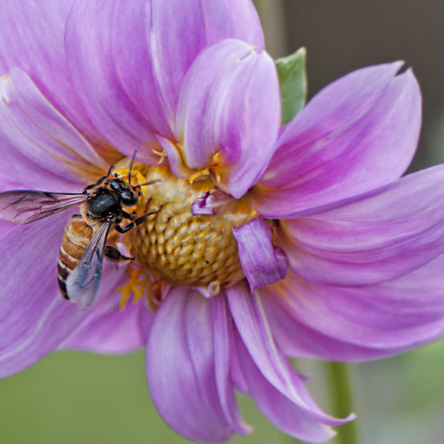 "God's Amazing Handiwork" stock image