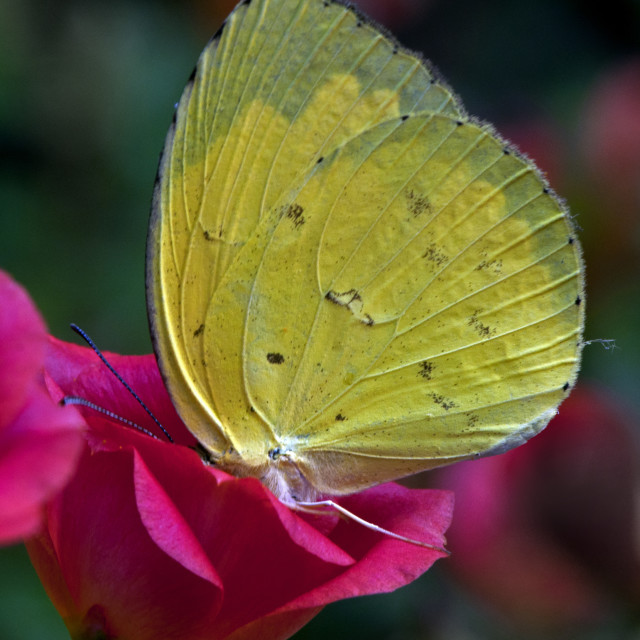 "God's Amazing Handiwork" by www.nishantdavid.ca - $16.51 "God's Amazing Handiwork" stock image