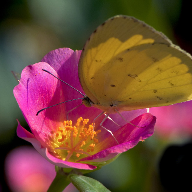 "God's Amazing Handiwork" by www.nishantdavid.ca - $16.51 "God's Amazing Handiwork" stock image