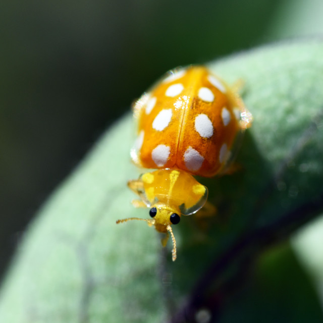 "Orange Ladybird" stock image