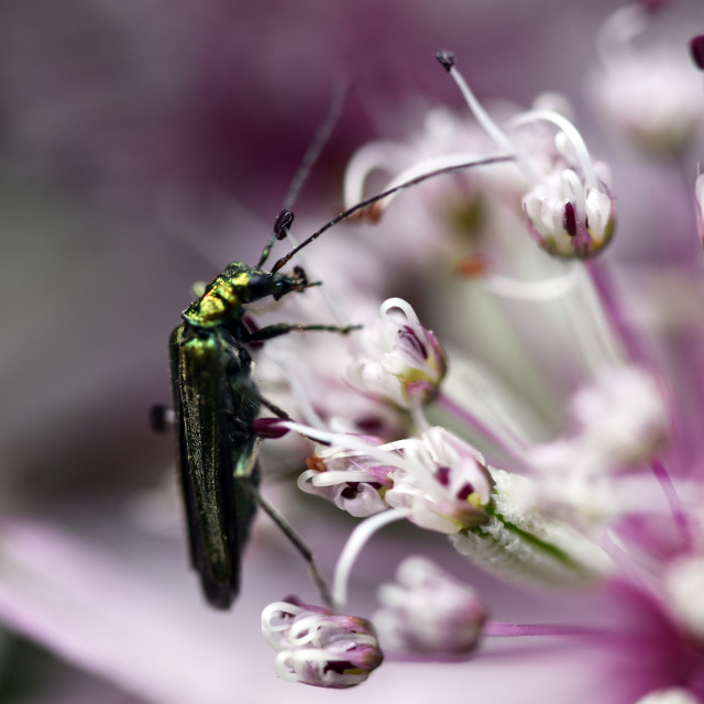 "Flower Beetle" by Len Howell - $24.55 "Flower Beetle" stock image