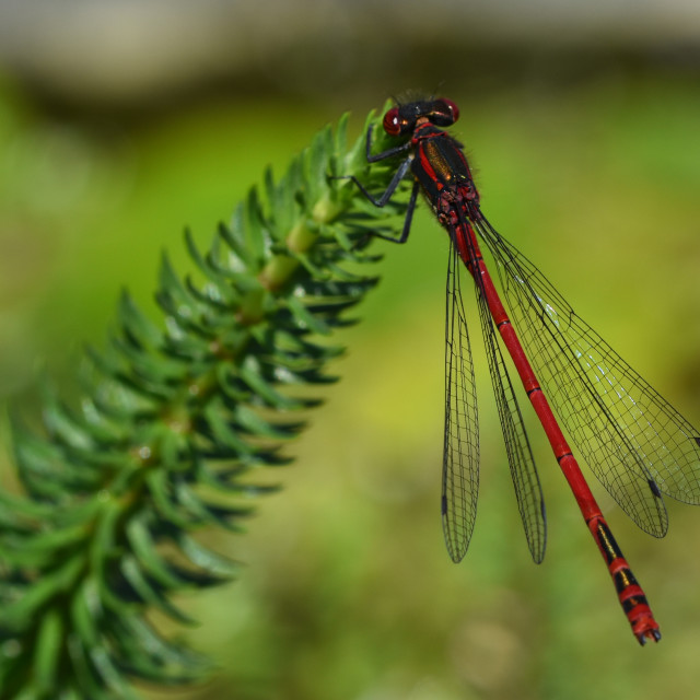 "Large Red Damselfly #2" by Len Howell - $18.41 "Large Red Damselfly #2" stock image