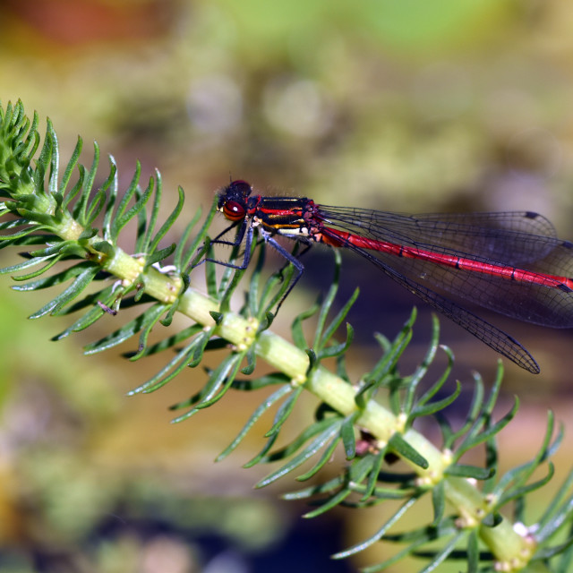 "Large Red Damselfly #1" stock image