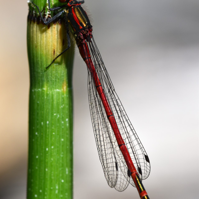 "Large Red Damselfly #3" by Len Howell - $24.55 "Large Red Damselfly #3" stock image