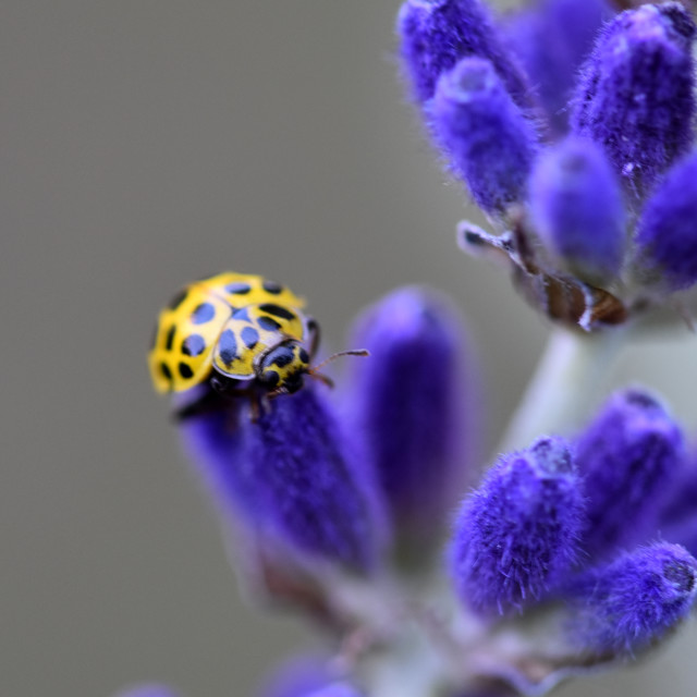 "22 Spot Ladybird #2" by Len Howell - $18.41 "22 Spot Ladybird #2" stock image