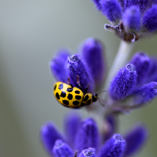 "22 Spot Ladybird #1" by Len Howell - $18.41 "22 Spot Ladybird #1" stock image
