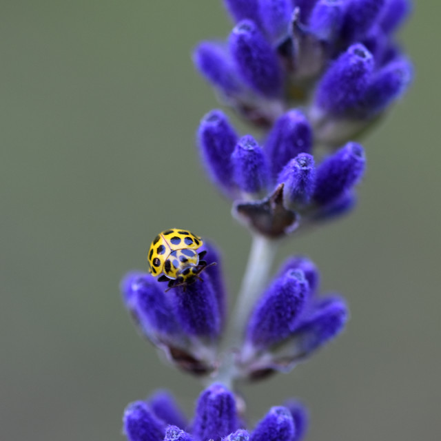 "22 Spot Ladybird #3" stock image