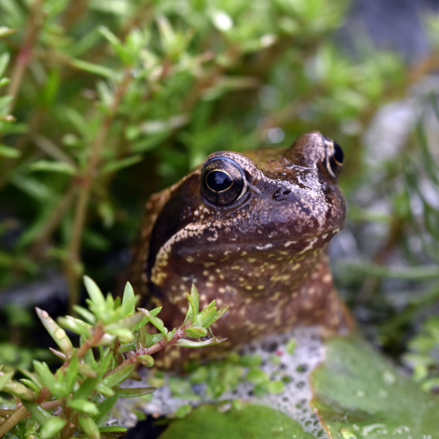 "Frog # 5" by Len Howell - $24.55 "Frog # 5" stock image