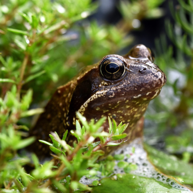 "Frog # 6" by Len Howell - $24.55 "Frog # 6" stock image