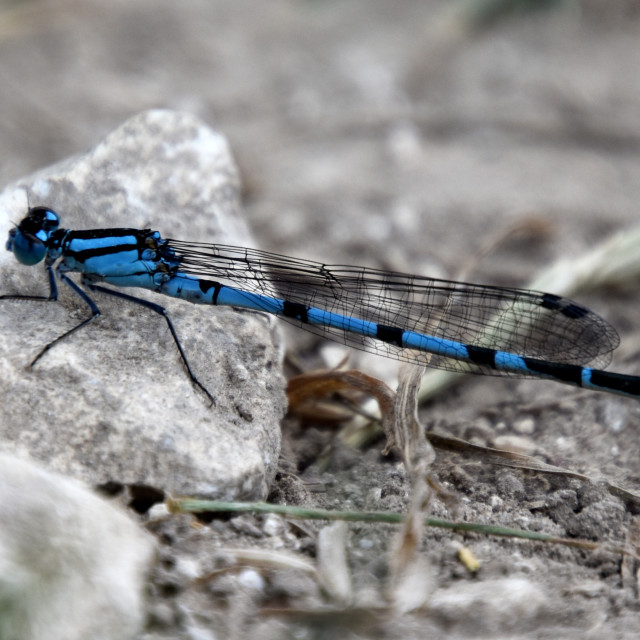 "Common Blue Damselfly # 1" stock image