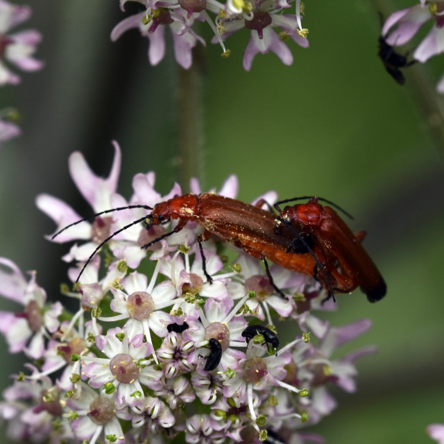 "Soldier Beetles Mating" stock image