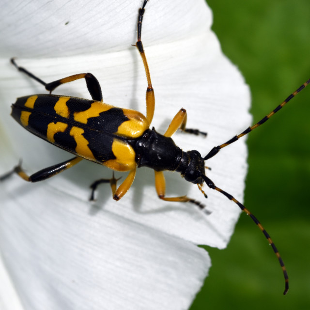 "Black and Yellow Longhorn Beetle #3" stock image