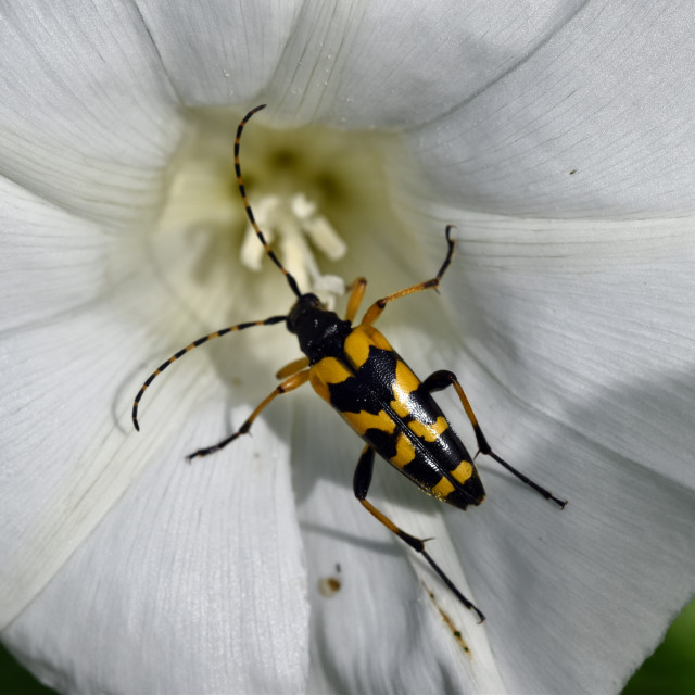 "Black and yellow longhorn beetle #2" stock image