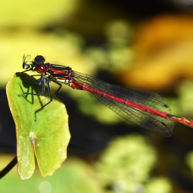 "Large Red Damselfly #4" by Len Howell - $30.69 "Large Red Damselfly #4" stock image