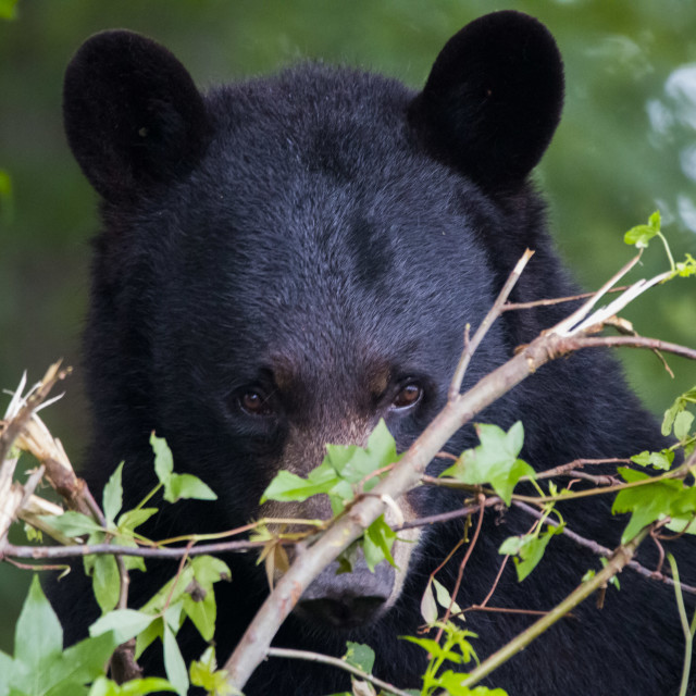 "Teddy on Tree" stock image