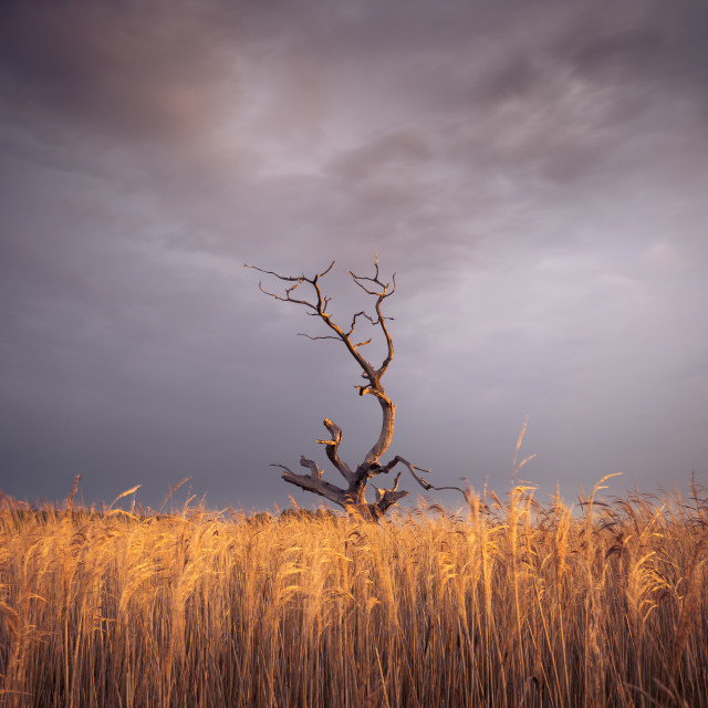 "Golden Tree" stock image