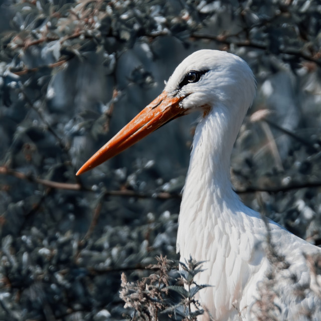 "Stork in the Bushes" stock image