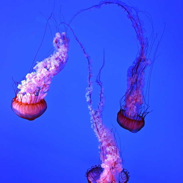 "Beautiful Jellyfish" stock image