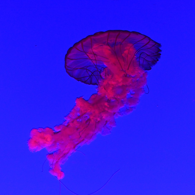 "Beautiful Jellyfish" stock image