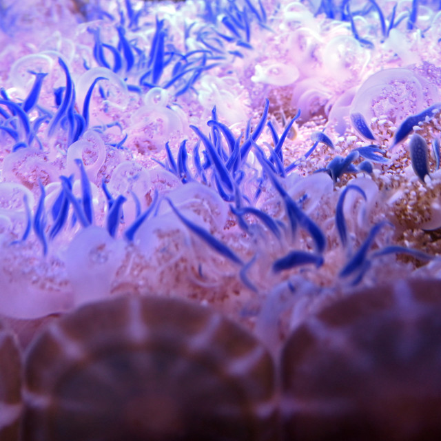 "Beautiful Jellyfish" by www.nishantdavid.ca - $16.51 "Beautiful Jellyfish" stock image